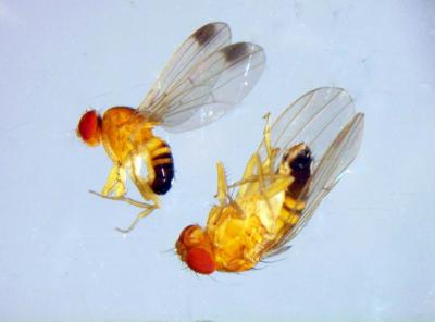<I>Drosophila suzukii</I>