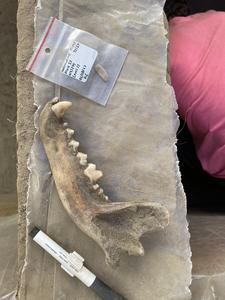 8,100-year-old canine mandible