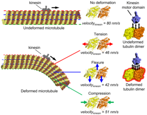 Kinesin-microtubule interactions