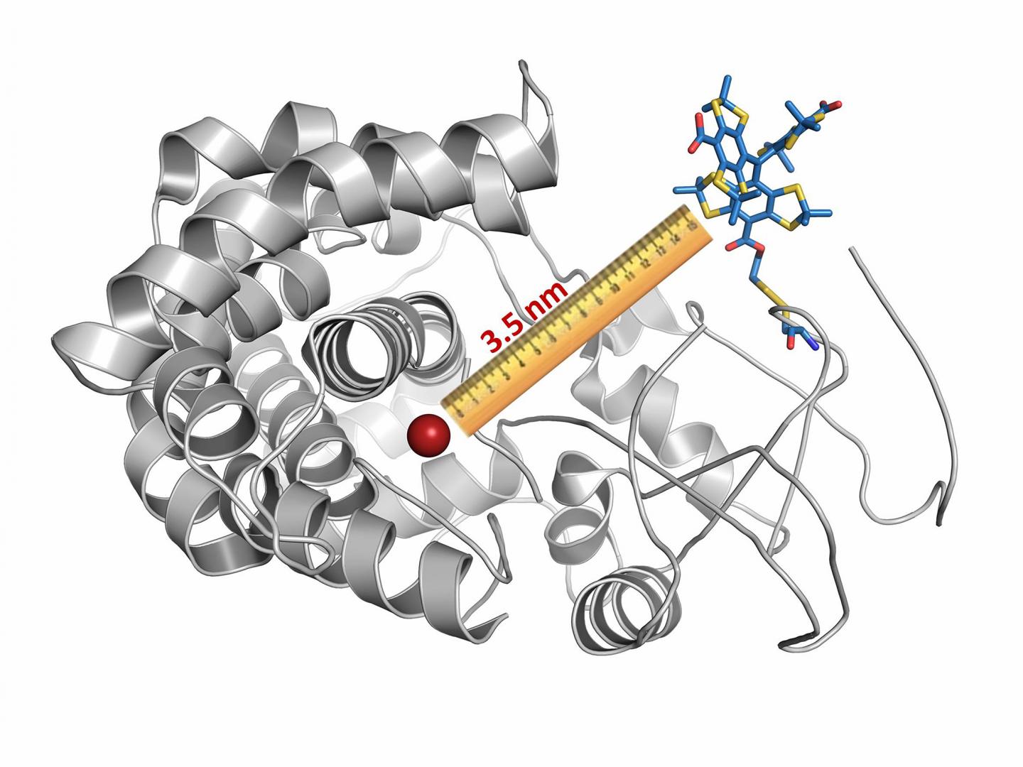 Bonn-Based Scientists Fitted a Cytochrome Molecule with a Magnetic Label