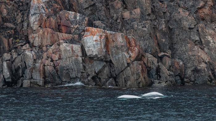 Beluga whales in the Bellot Strait in Nunavut, Canada