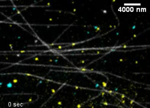 mRNAs Move on Self-Assembling Highways