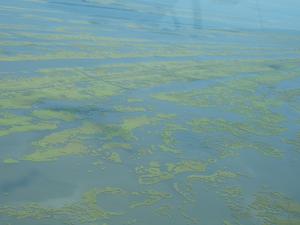 Tidal marsh erosion, Mississippi Delta, United States