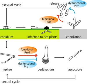 Pro1 protein malfunction causes female sterility in the rice blast fungus