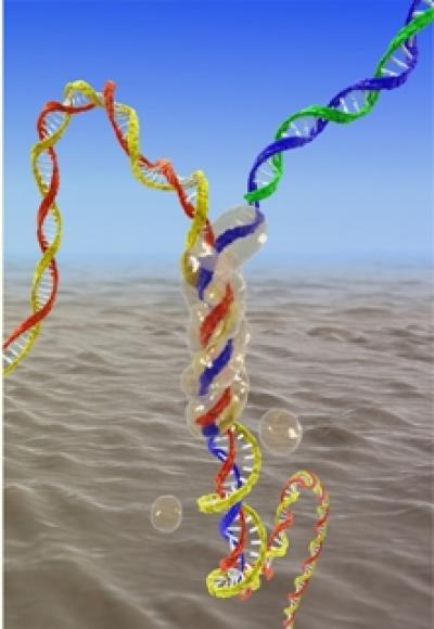 Homologous Recombination of DNA