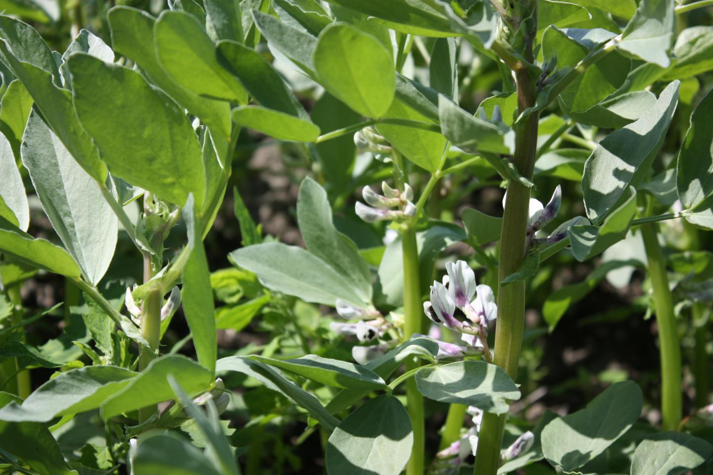 Faba beans blooming