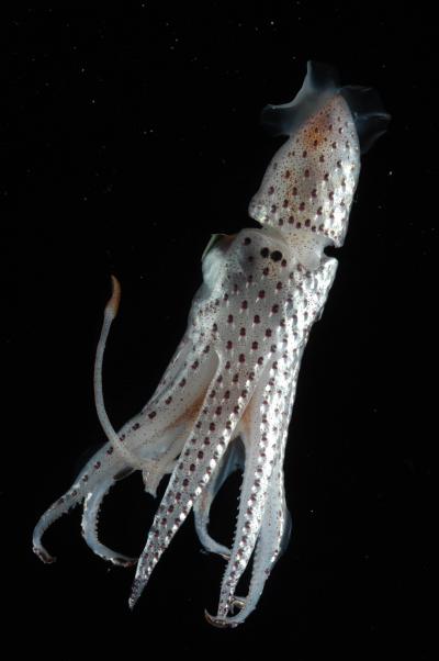 One of Hundreds of Specimens Collected from Expedition to the Mid-Atlantic Ridge 1 (of 2)