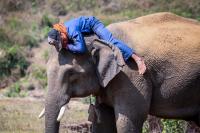 Elephant and its Mahout