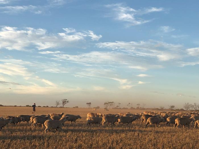 A sheep flock.