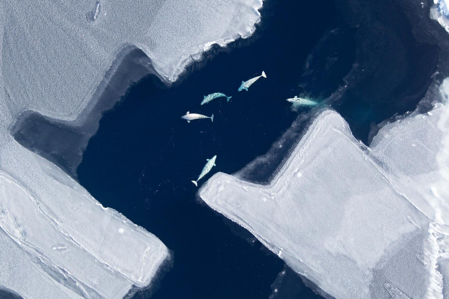 Chukchi Belugas