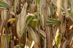 Corn ready to harvest