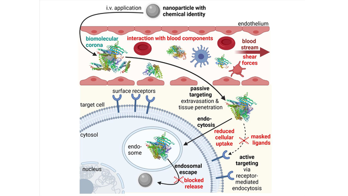 Obstacles (in red) in the in vivo delivery process of intravenously (IV) applied nanoparticles