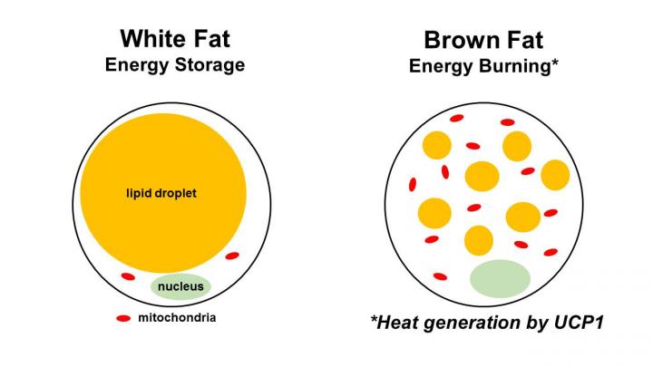 White Fat vs Brown Fat