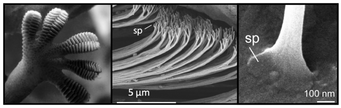Gecko toe microstructures