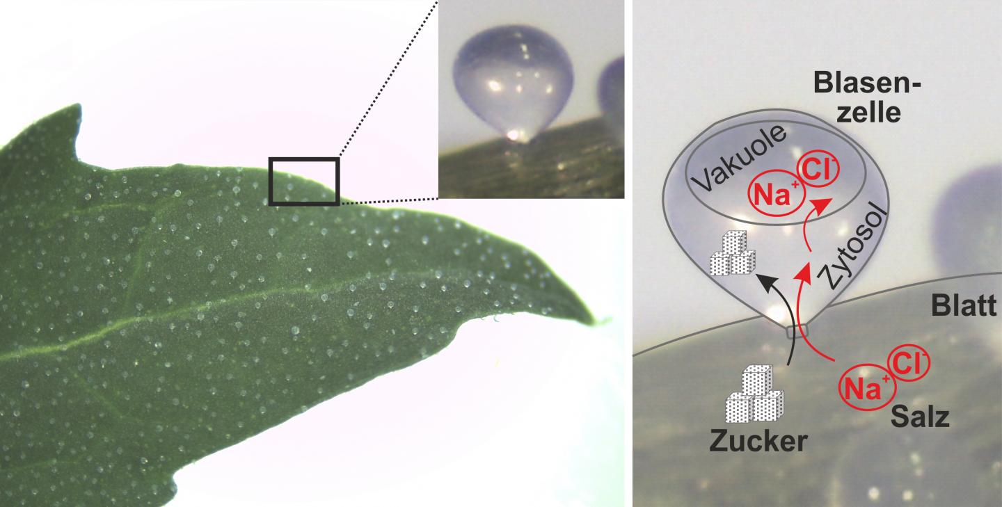 Quinoa Leaf with Typical Salt Bladders