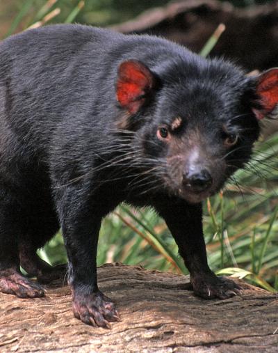 The Origin of Deadly Tasmanian Devil Tumors ( | EurekAlert!