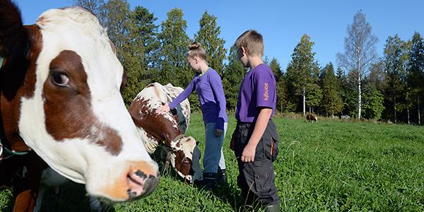 Children with Cows