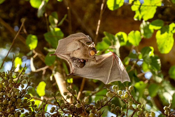 Baby bats with their adoptive mothers.