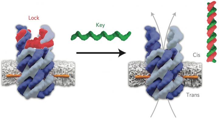A Rationally Designed DNA Nanopore
