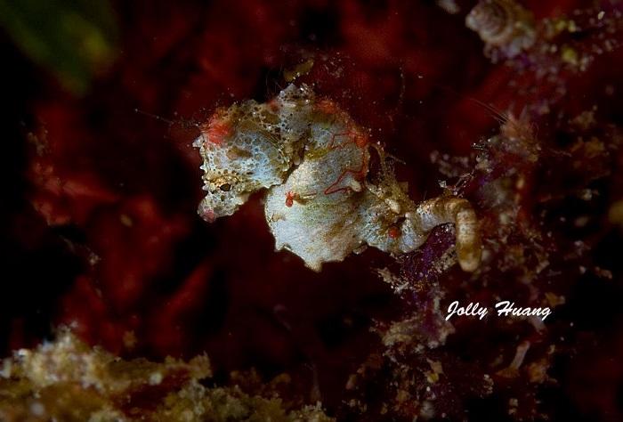 Hippocampus japapigu (2 of 2)