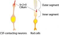 CSF-Contacting Cells and Rod Cells