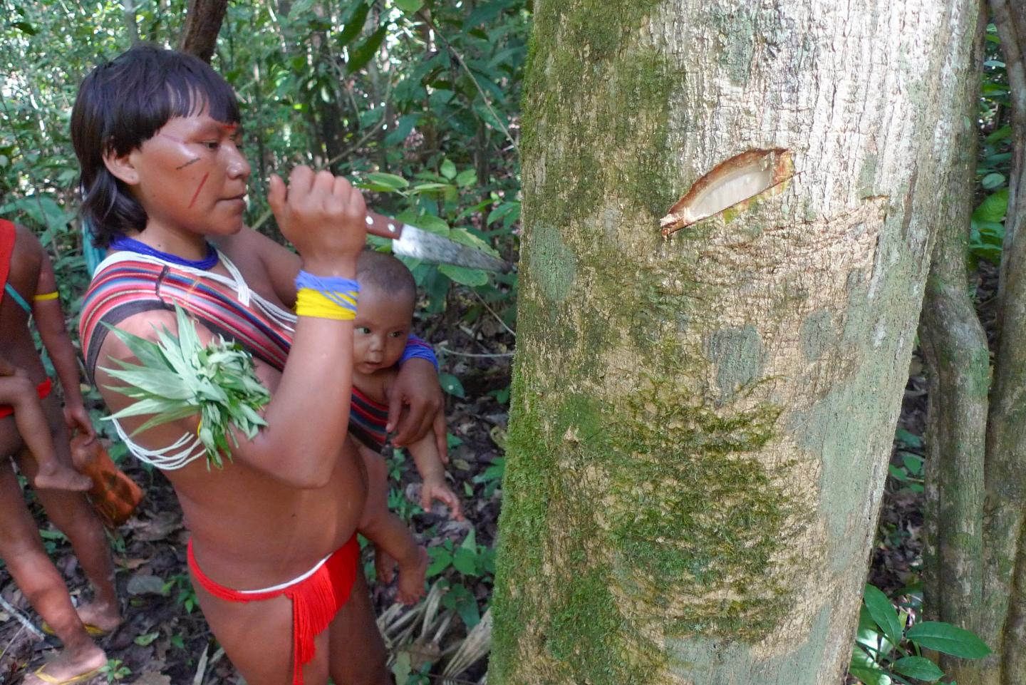 Yanomami Woman with Medicinal Tree