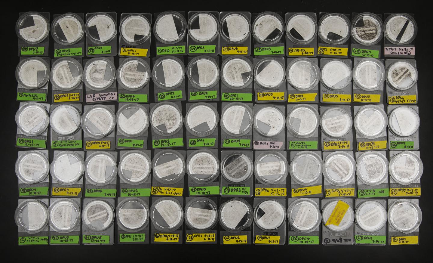 Dust Samples Containing Spores Lined Up In Bala Chaudhary's Mycorrhizal Ecology Lab