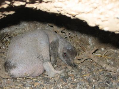 Magellanic Penguin (1 of 2)