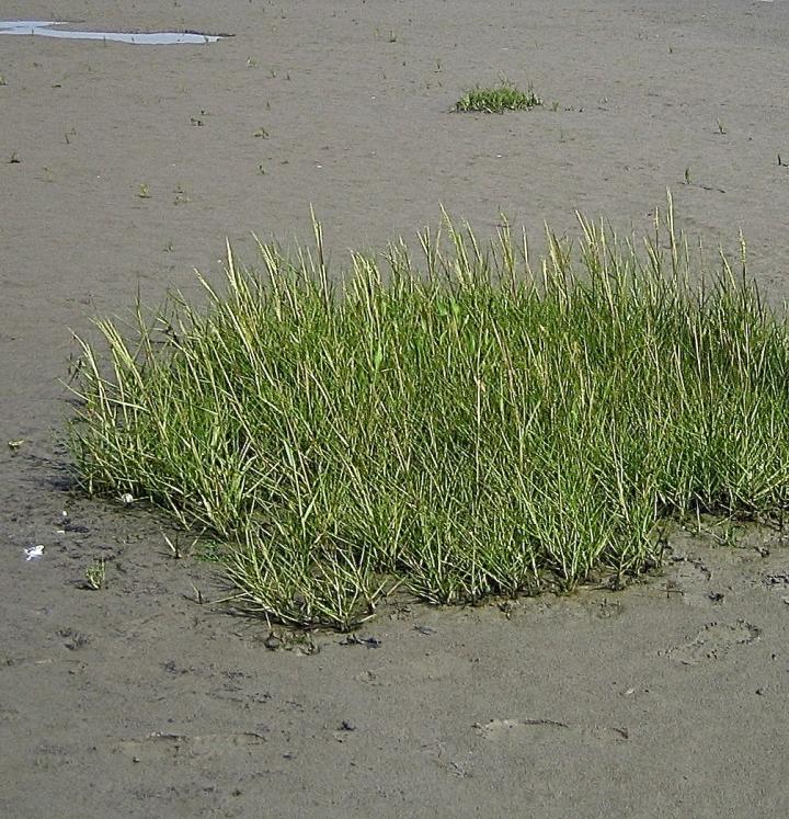 Clumped Marsh Grass