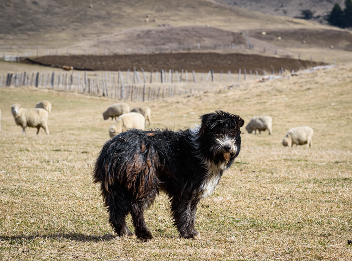 Patagonian sheepdogs are the closest living representative of the ancestor of sheepdog from UK