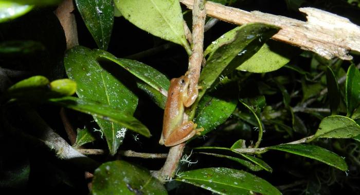 Frogs and toads of the Amazon and Atlantic Rainforest will suffer the worst impact of drought combined with warming