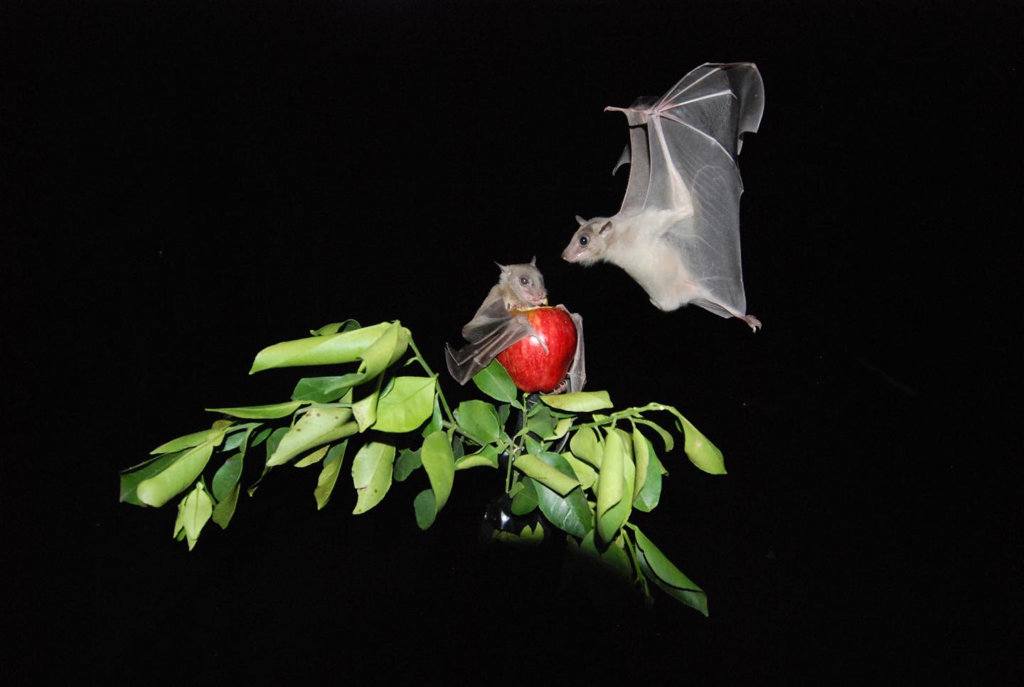 Bats Carefully Choose Their Interactions and Exhibit Consistent Foraging Strategies (1 of 7)