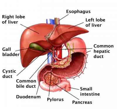 Liver