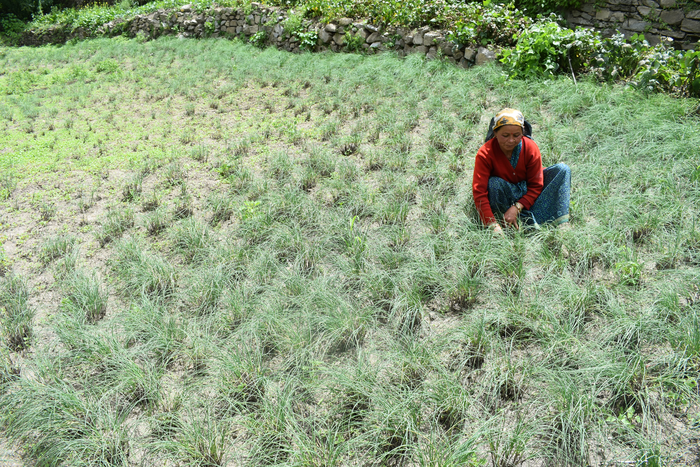 Plants of Allium negianum under cultivation
