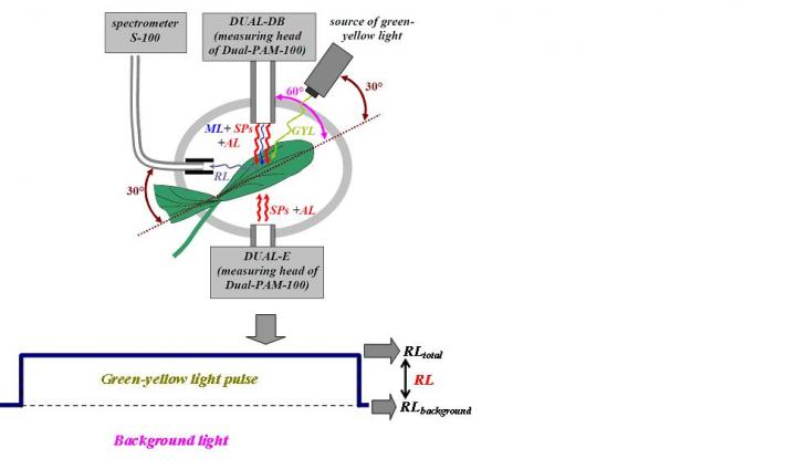 Fig. 1. the General Scheme of the Experiment and the Scheme of Illumination of the Plant