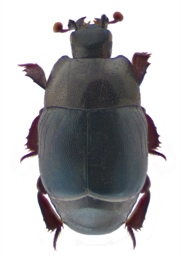 The New Species <i>Saprinus rarus</i>