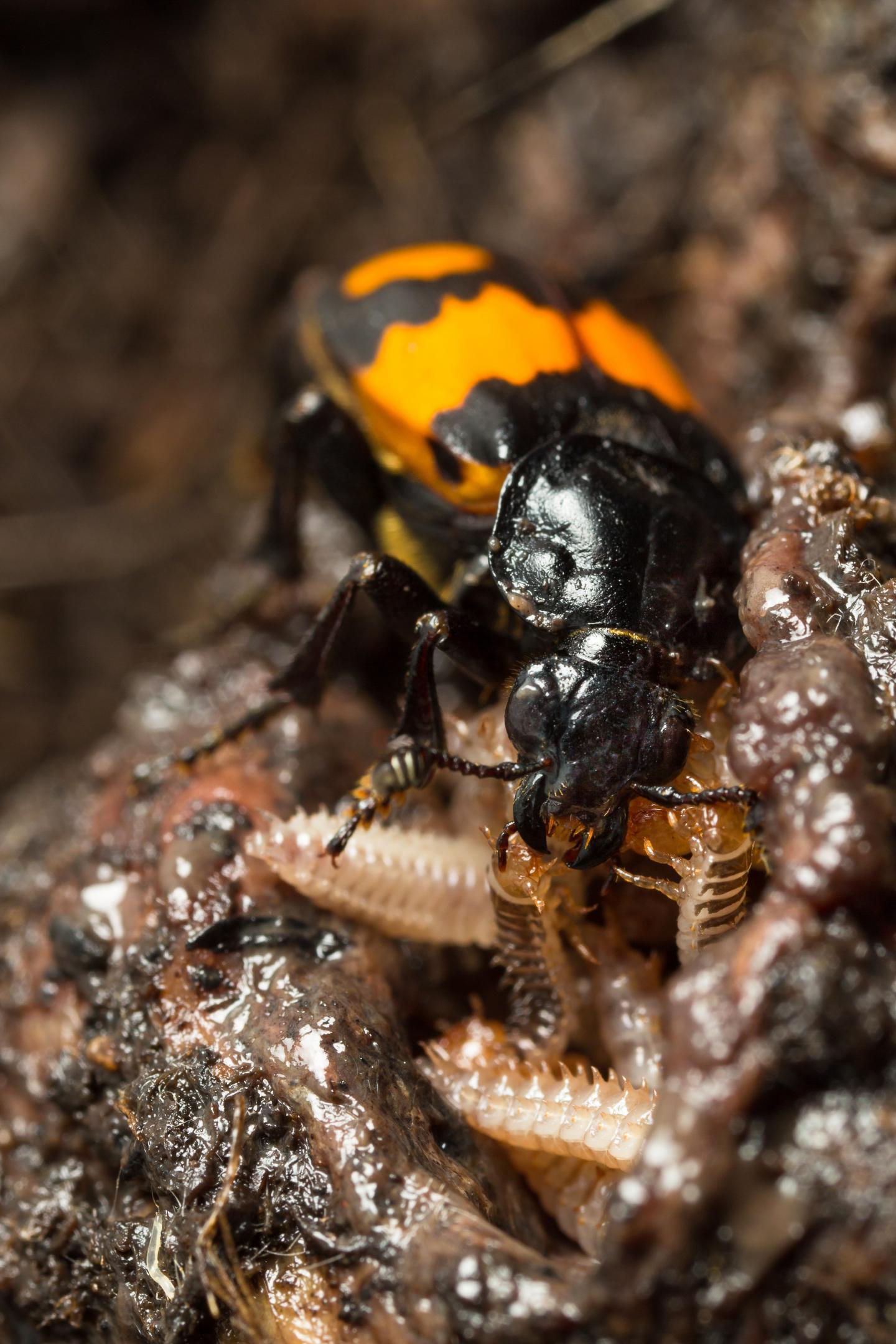Larvae of the burying beetle Nicrophorus vespilloides developing in the absence of parental care.