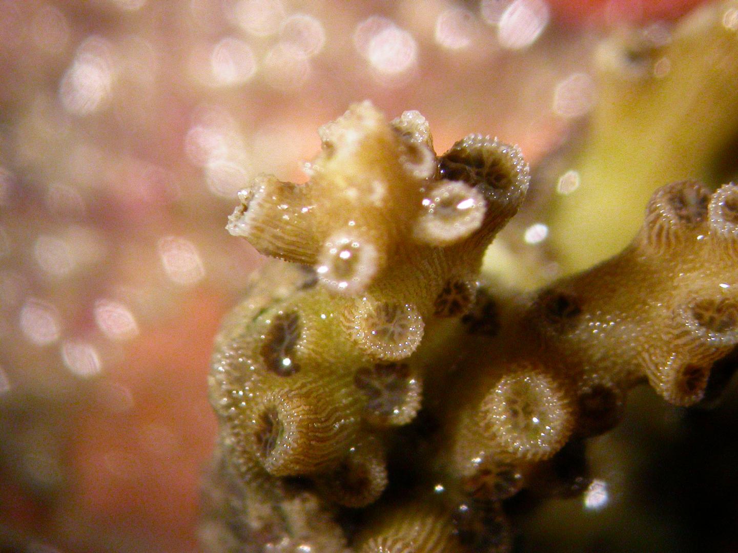 Corals Know How to Attract Good Company