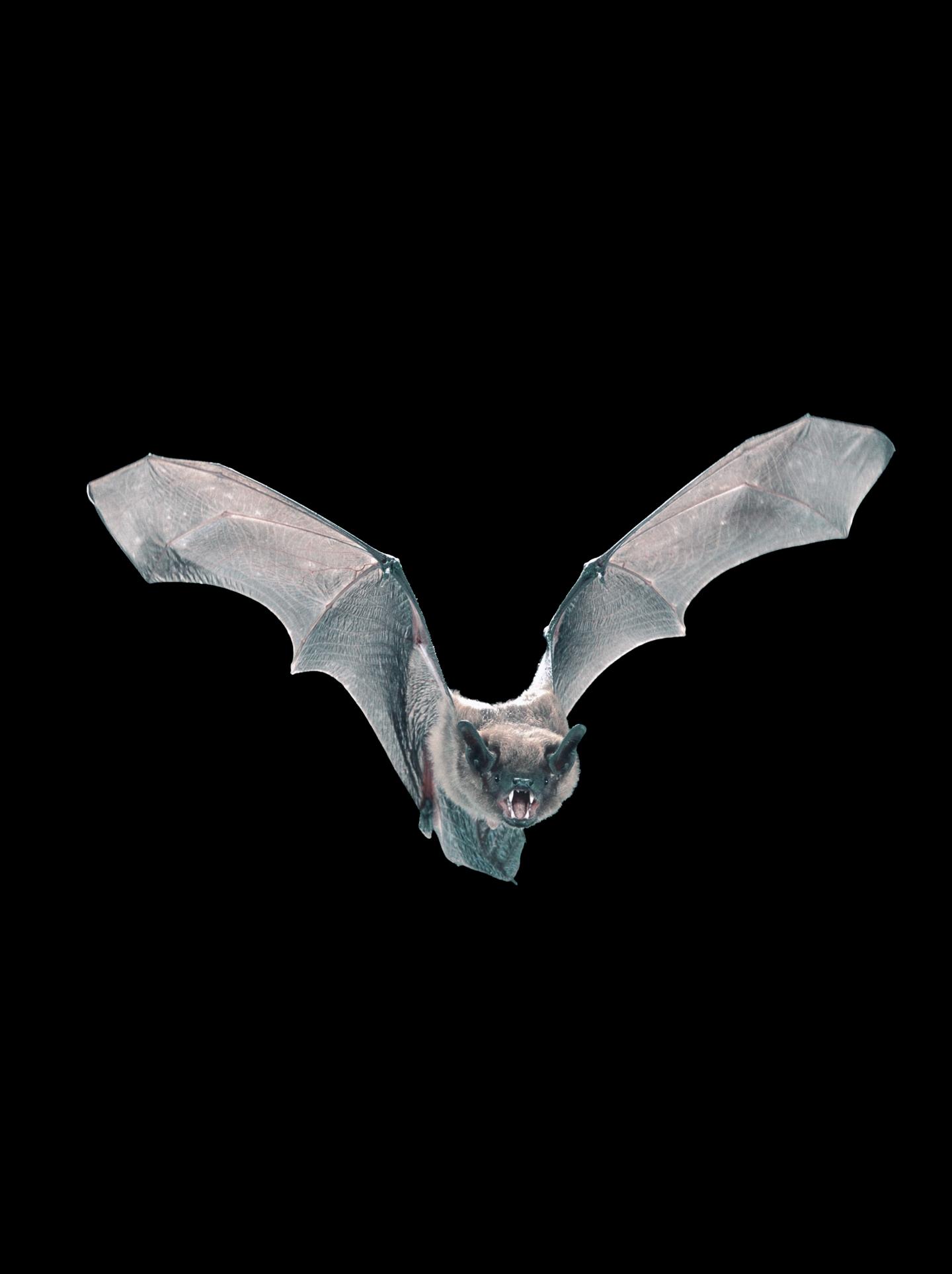 Flying Bat