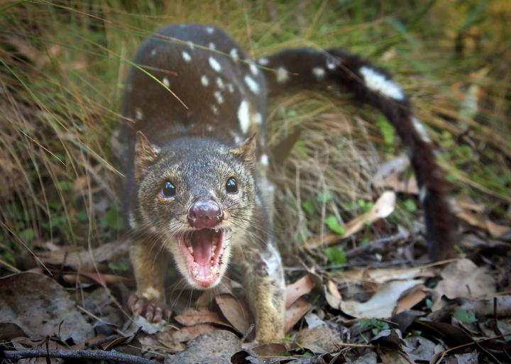 Spotted Quoll