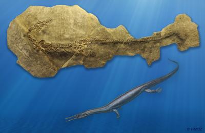 Fossil and Life Reconstruction of <i>Askeptosaurus</i>