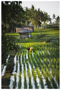 Farmer in Indonesia