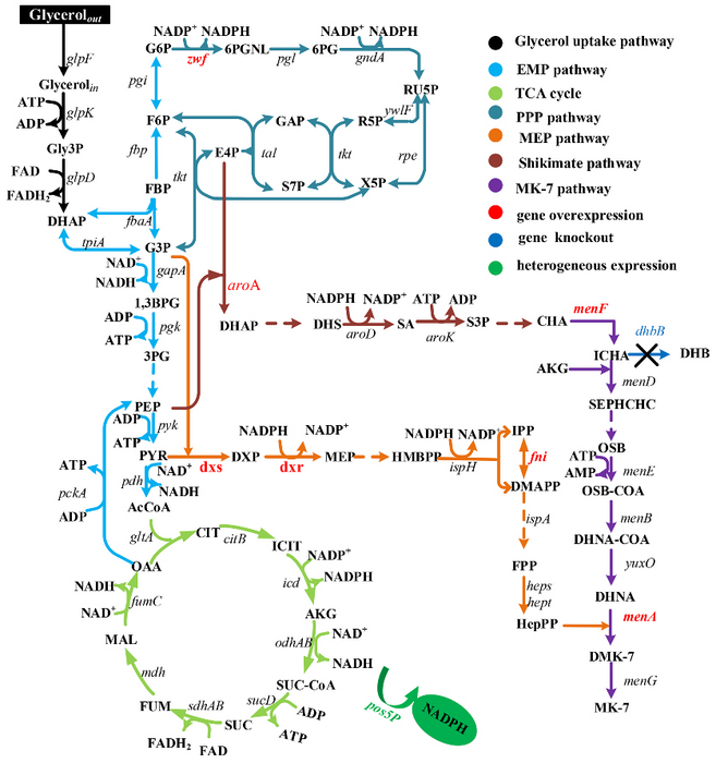 Scientists Construct MK-7 Synthetic Strain with Novel Strategy