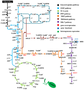 Scientists Construct MK-7 Synthetic Strain with Novel Strategy