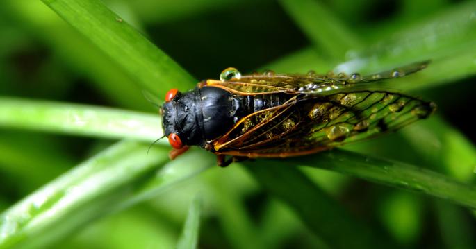 Novel Research Involving Cicadas Explores Way to Restore Silenced Voices