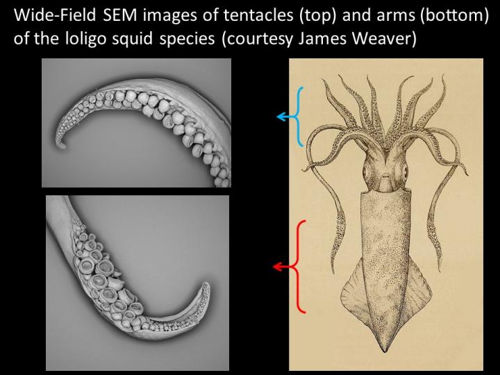 Tentacles and Arms from Loligo Squid