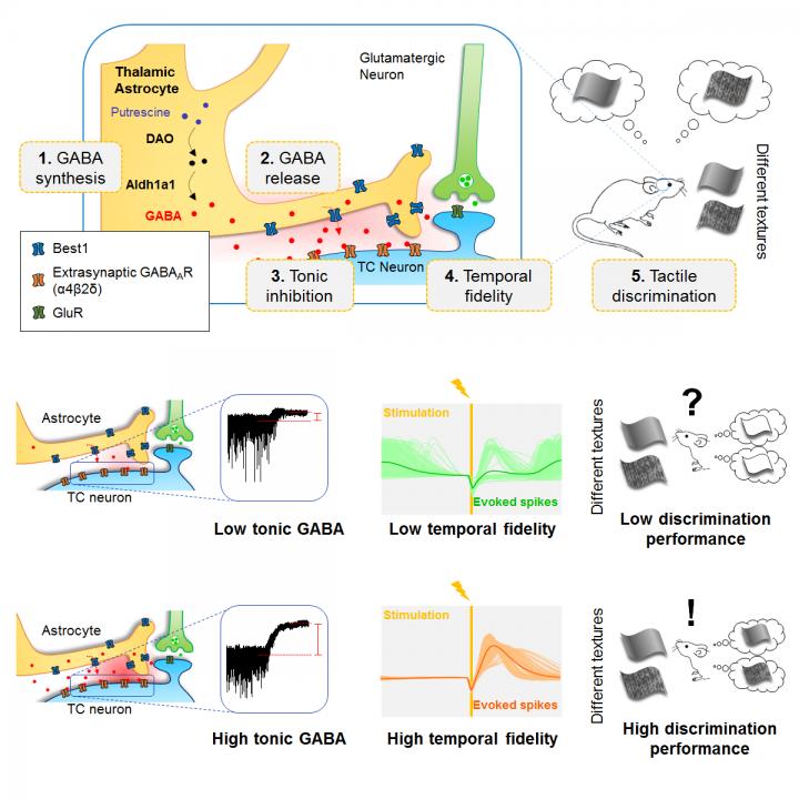 Schematic Working Model of Tonic GABA Inhibition in the Thalamus