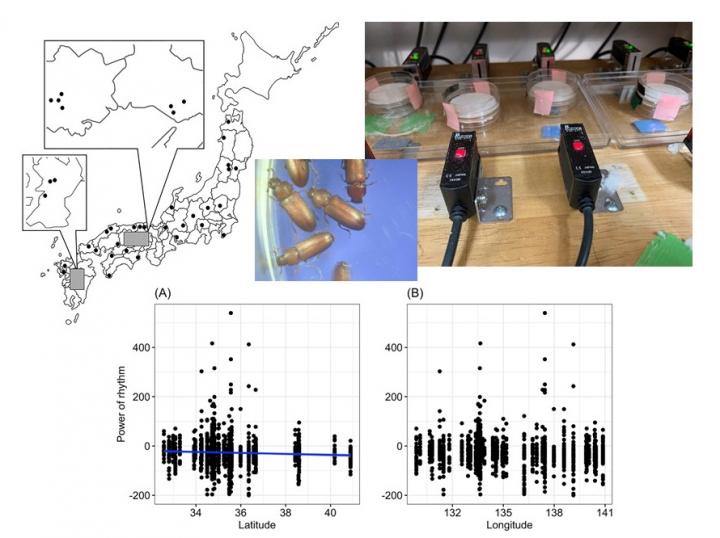 Variations in biological clocks of red flour beetles based on location