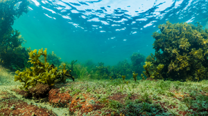 Bladderwrack on seafloor in the Baltic Sea.Credit: Stockholm University Baltic Sea Centre