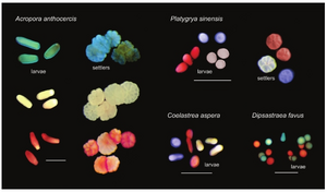 Coloring microscopic coral larvae to aid tracking for conservation and reef restoration